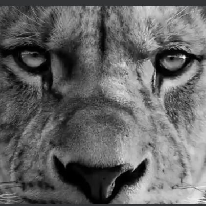 ???Lions share goal???