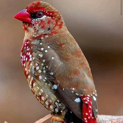 Delhi Friends