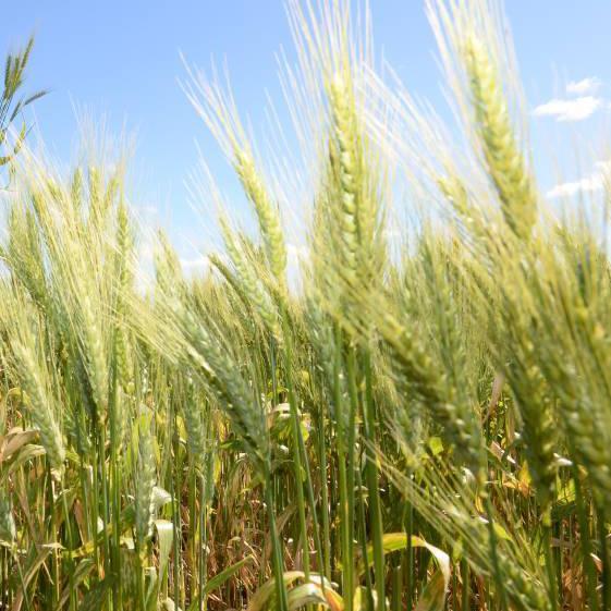 AGRO  & OTHER COMMODITY