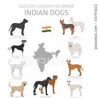 INDIAN DOG BREEDS??