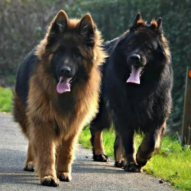 ?S.L Dog club?