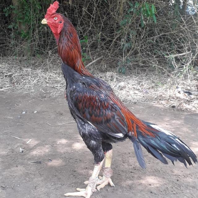 ?Thamizlar kalacharam ?