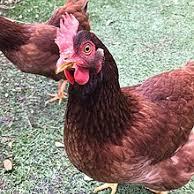 Pure Rir hens and Chicks Whatsapp group