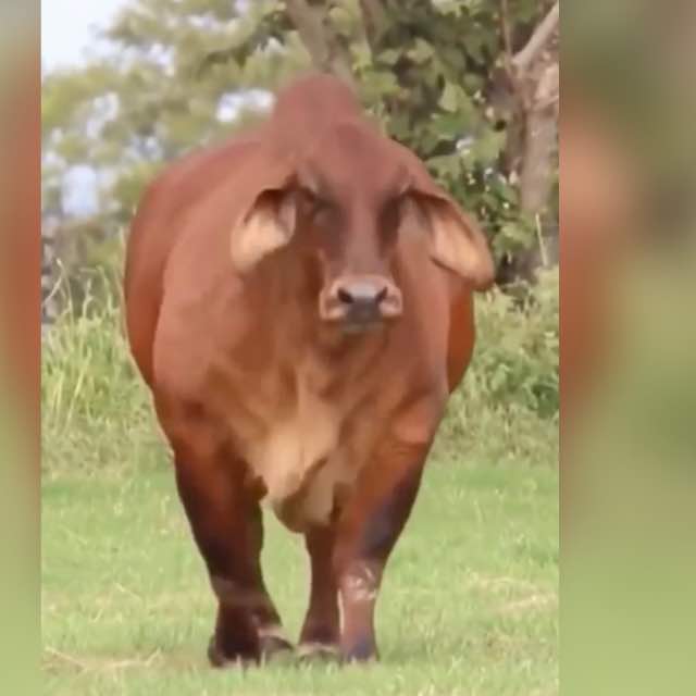 Ng’ombe wa nyama PUGU???