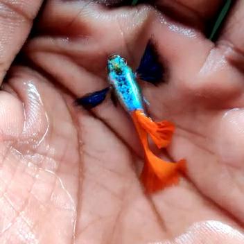 GUPPY HUB