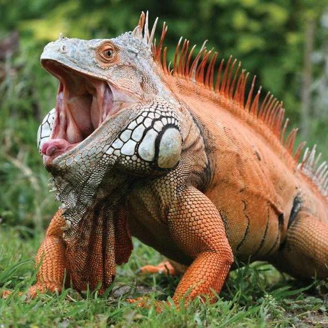 THE LIZARD YT GROUP