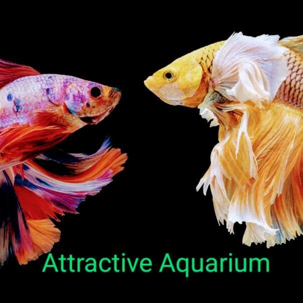 Attractive♨️Aquarium