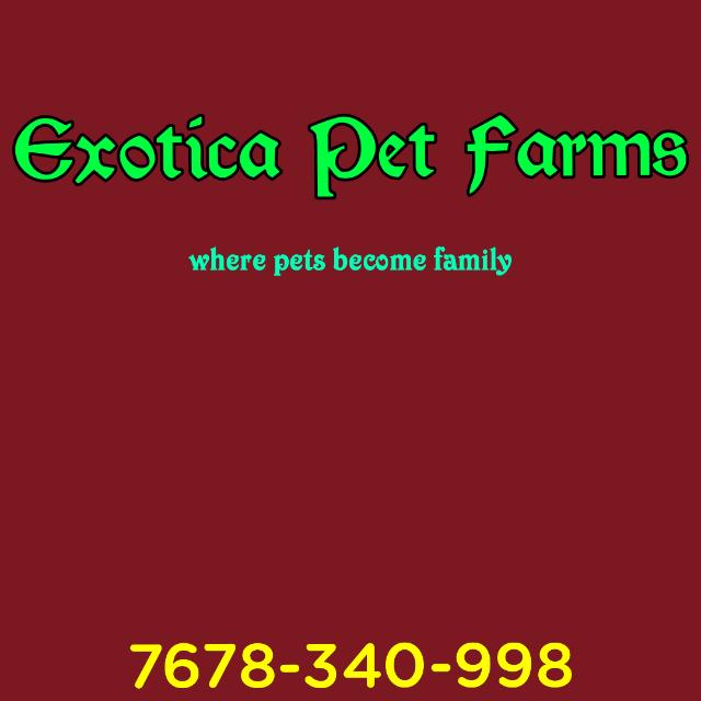 Exotica Pet Farms??
