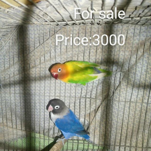 Love ? birds