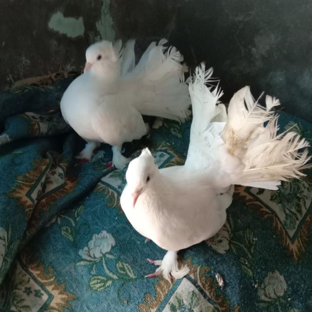 Birds mere jaan???