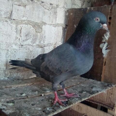 Gul khoso pigeons