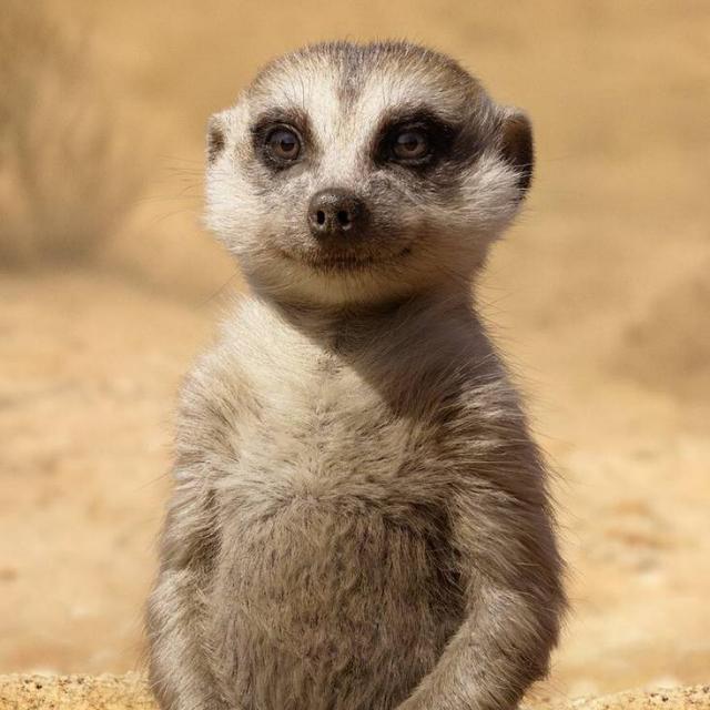 ?Hakuna ? Matata?