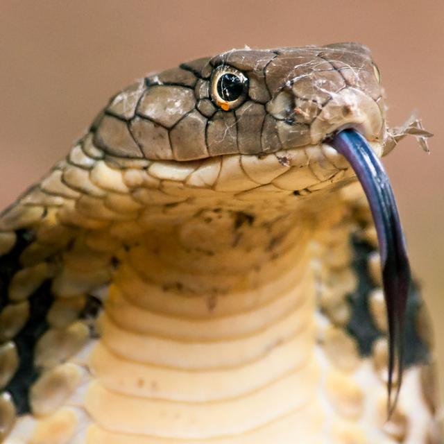 Snake Information Whatsapp group