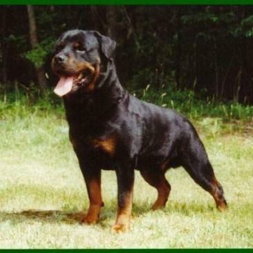?Allahabad dog breeders?