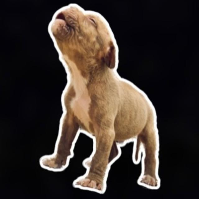 Sirsa dog group 