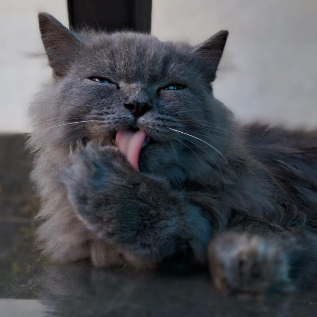 CAT LUCKY DROW