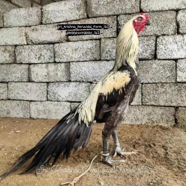 sri_krishna_peruvidai_farm_?