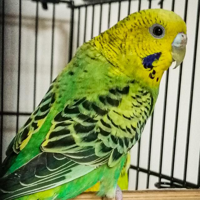 Parrots of Rawalpindi Whatsapp group