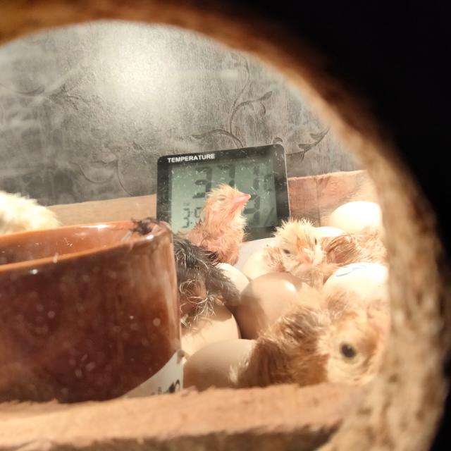 PURE RIR Eggs & Chicks