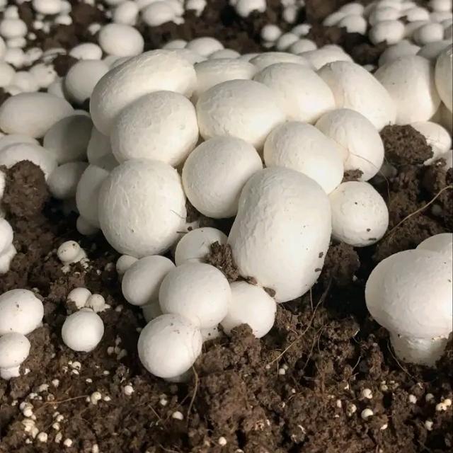 Mashroom growers ??