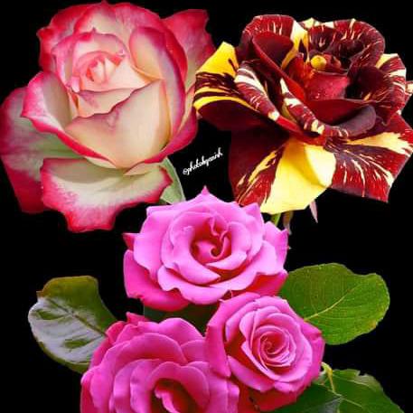 හිත හොද සෙට් එක ?