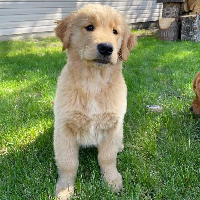 Golden retriever puppies 