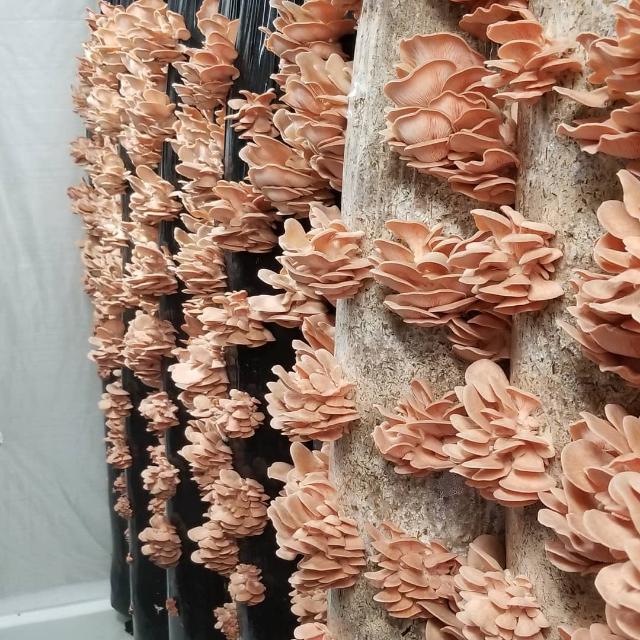 Mushroom farming