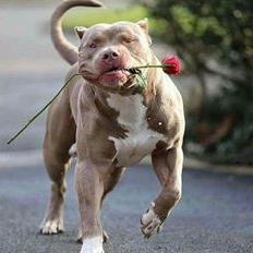 Indore dog 