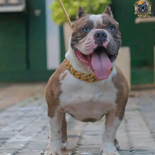 Dog sale ?