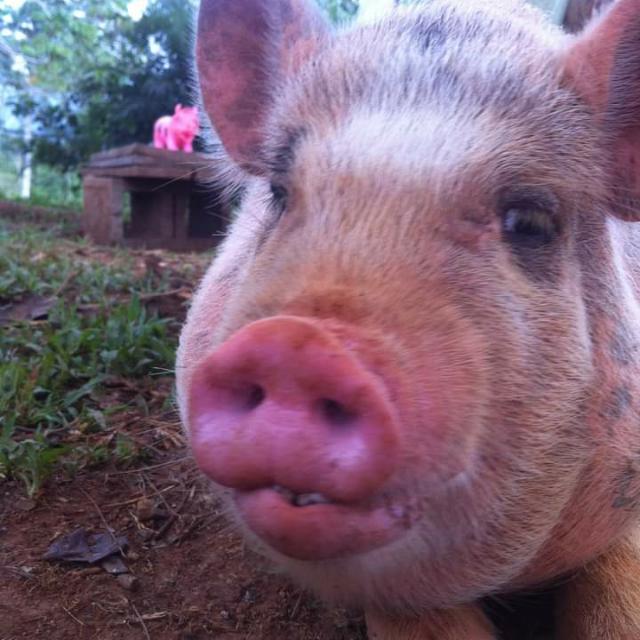 Pig Group's ?????