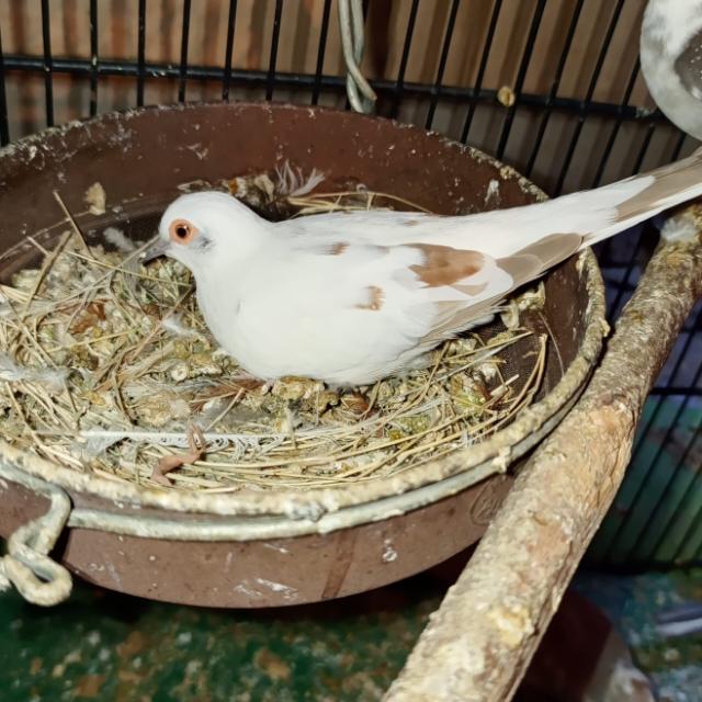 Dove beauty of nature?️