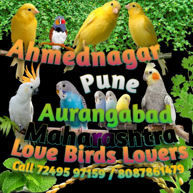 Love Birds Ahmednagar Pune Aurangabad ?️