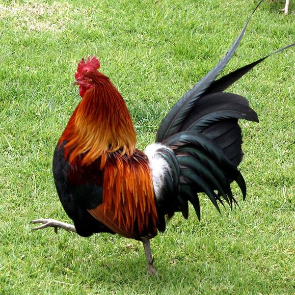 D I KHAN FANCY BIRDS ????️