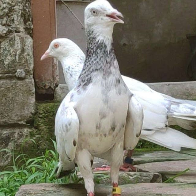 ?️?️SHYAMNAGAR PIGEON LOVERS?️