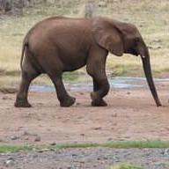 Animals Planets??????