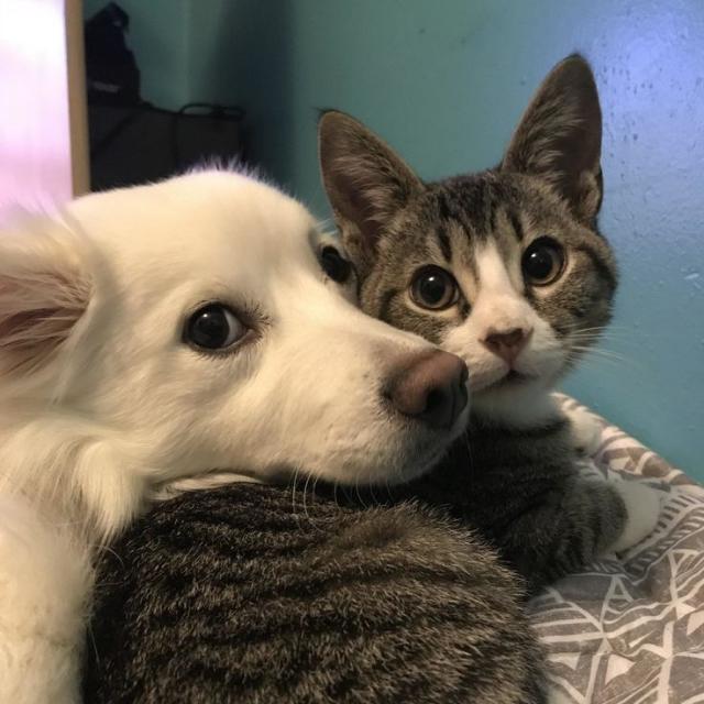 Street dog and cat adoption ??