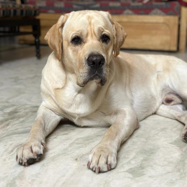~HYDERABAD PETS~