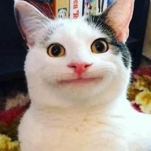 Silly Cat Whatsapp group