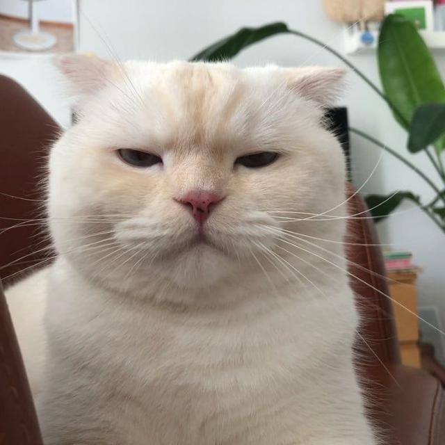 A͟c͟h͟i͟a͟c͟h͟i᭄͟ˢᵗᵃᵗᵘˢ??᭄