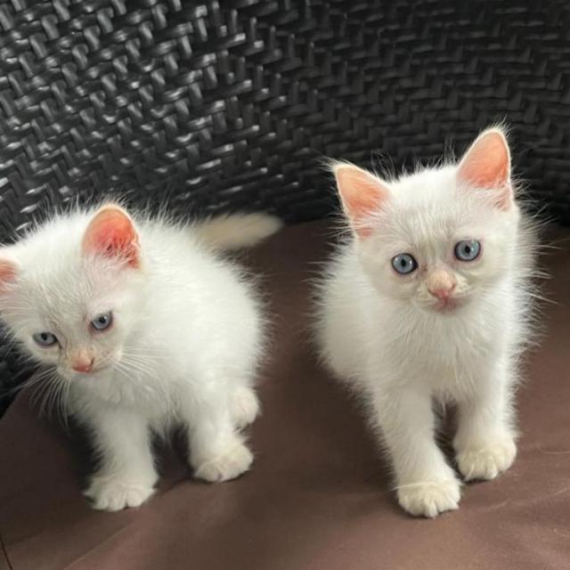 Cat haters ??‍⬛?‍⬛??