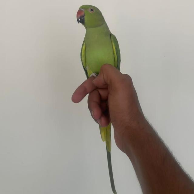 Burewala birds ??????