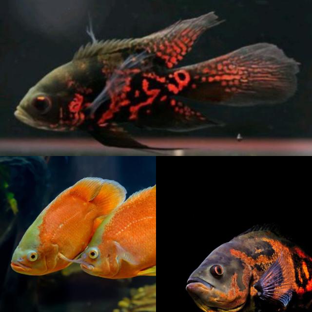 Kagalle monster fish ??? ?