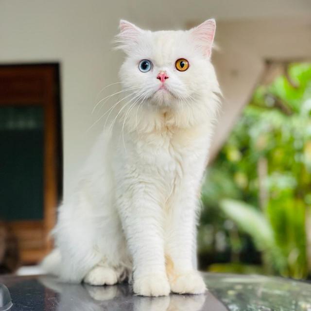 PERSIAN ?CAT 