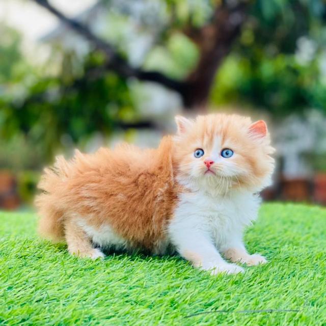 LOW PRICE ?‍?PETS?