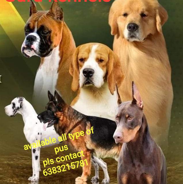 TAMILNADU PETS SALES ?