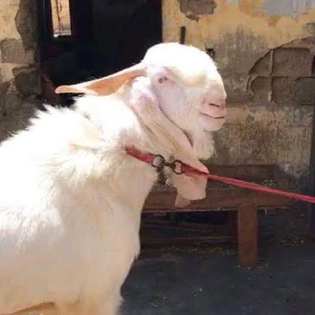 Kota goat house ?