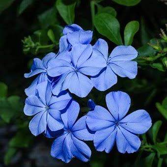 ??_??നിലകൊടുവേലി? ?_??