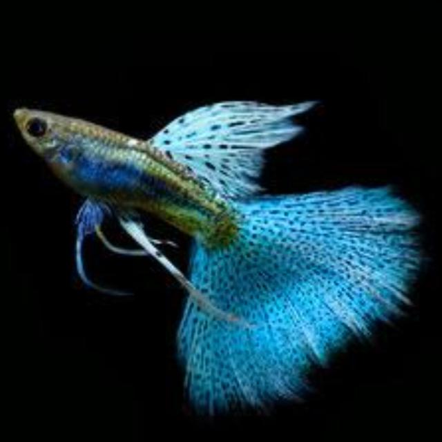 Fish world 1