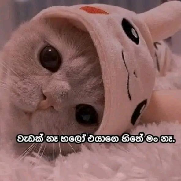 Ex ,ට මඩ ගහමු ??
