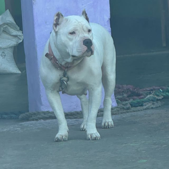 ?Pitbull lover up 13